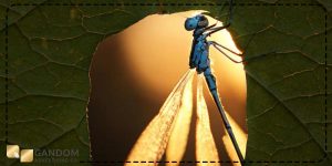 عکاسی ماکرو از طبیعت بی جان