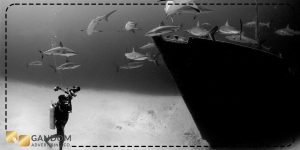 راهنمای عکاسی زیر آب